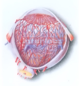 BLOOD VESSELS MODEL OF EYEBALL